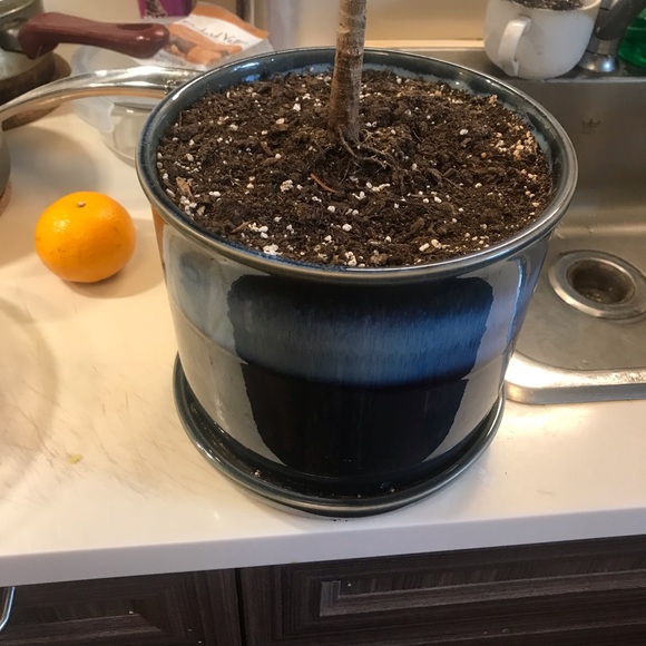 Tall and Large Ficus Audrey - Picture 9 of 16